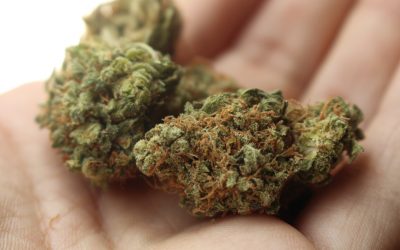 weed-2517251_1920-400x250 Blog
