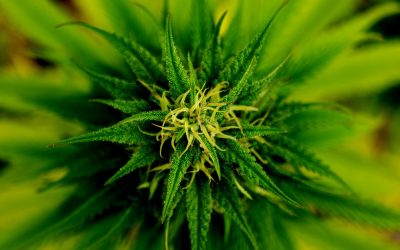 marijuana-101796_1920-400x250 Blog