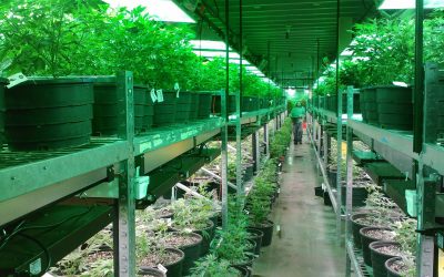marijuana-269851_1920-400x250 Blog