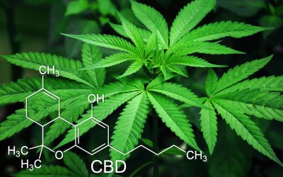 marijuana-3678222_1920-400x250 Blog